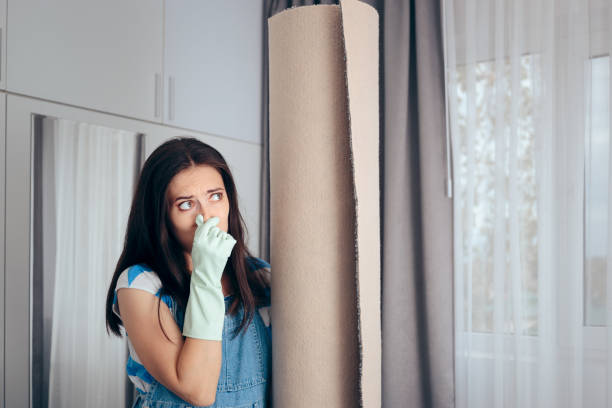 Professional Mold Removal in St George, KS